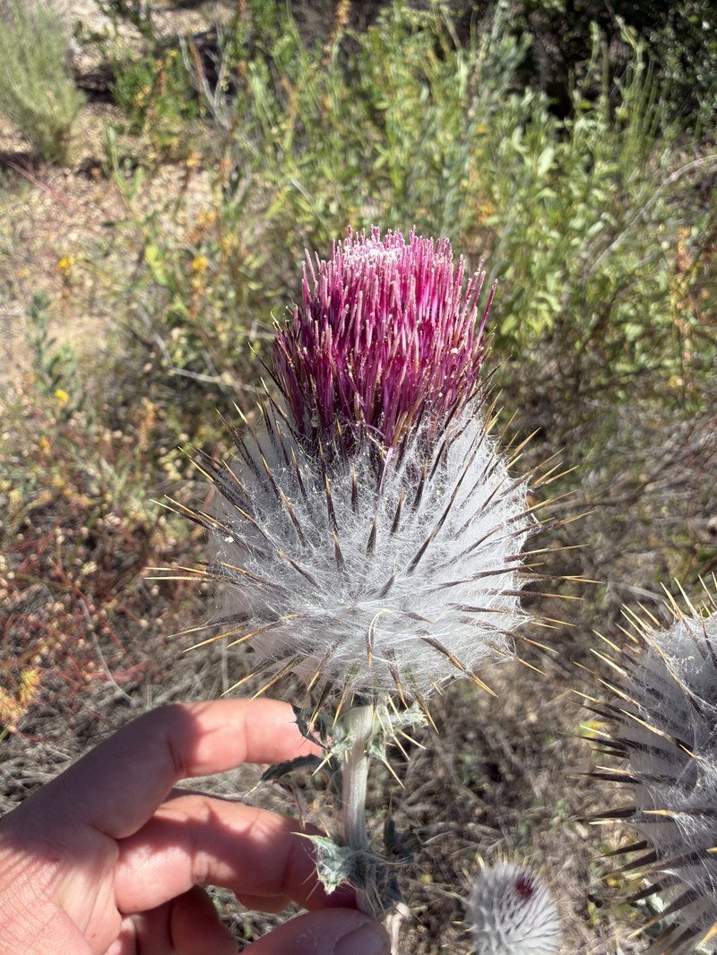 Cirsium occidentale var. occidentale photo 7