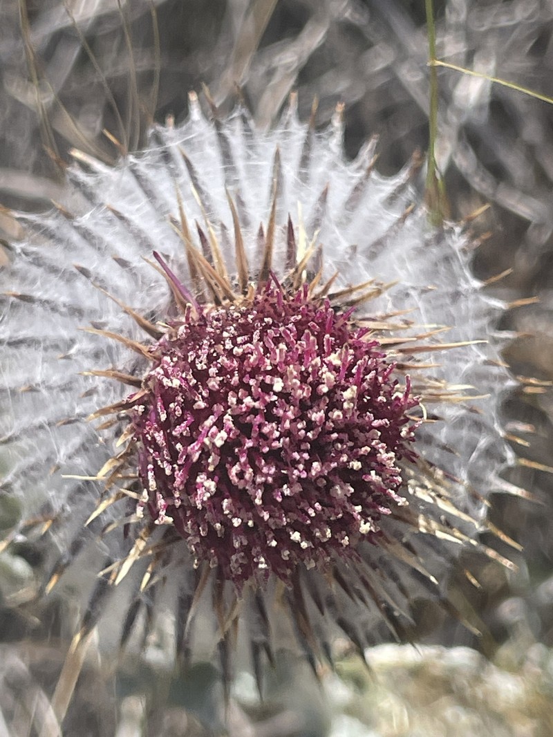 Cirsium occidentale var. occidentale photo 8