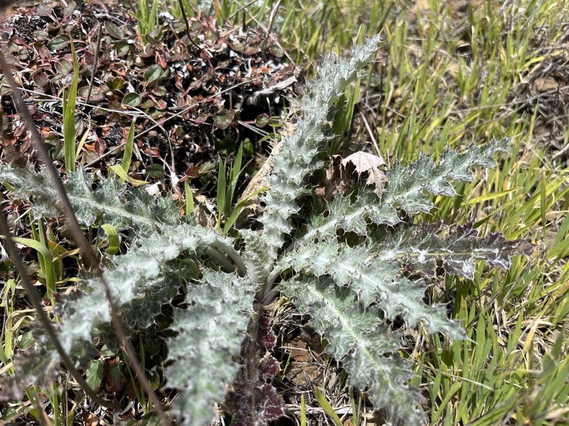 Cirsium occidentale var. venustum