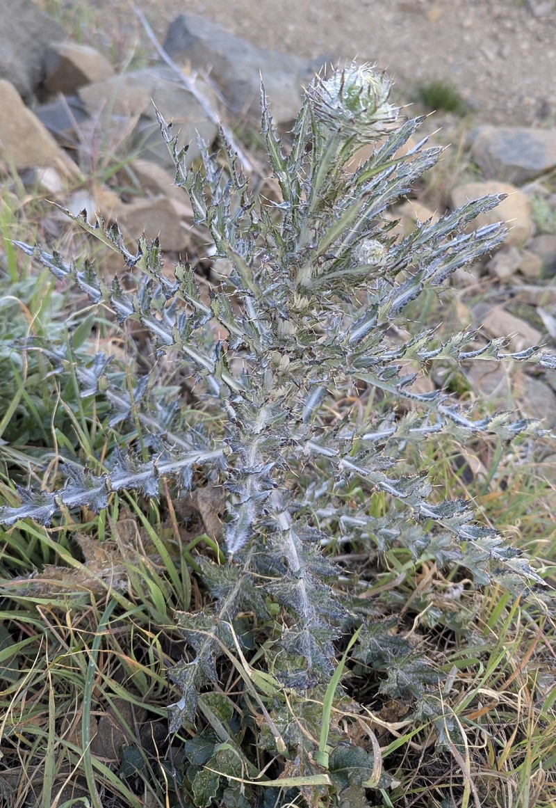 Cirsium occidentale var. venustum photo 2