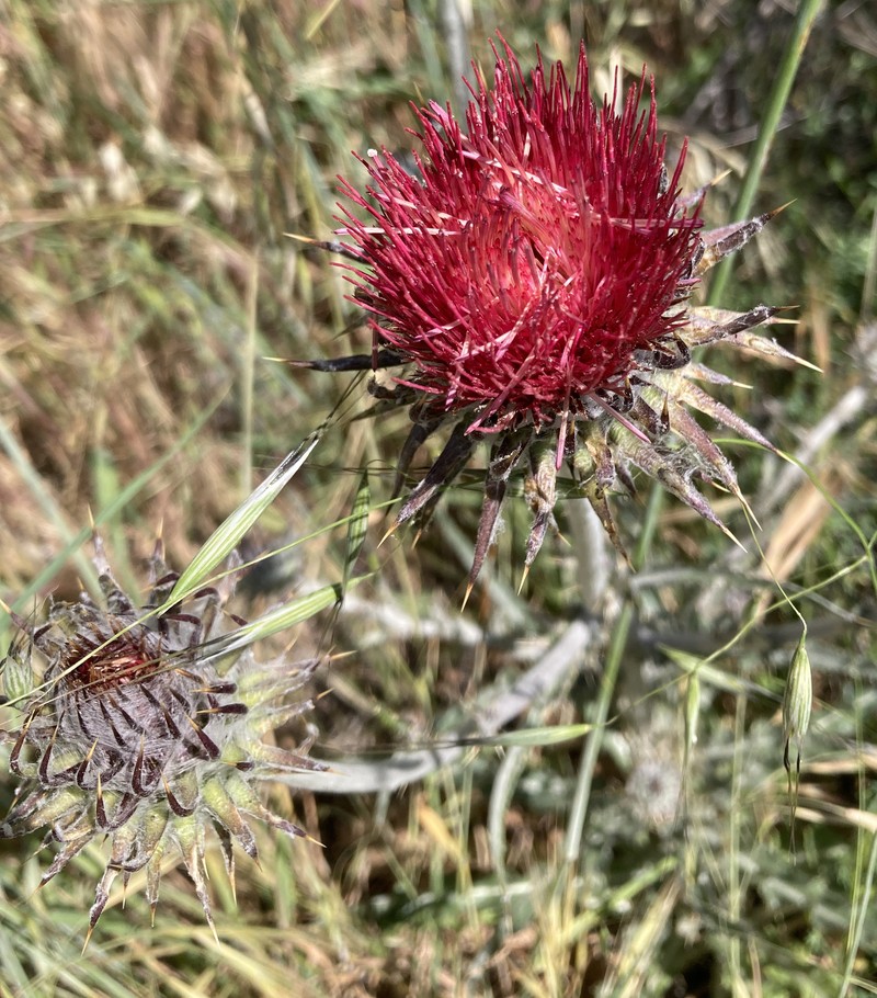 Cirsium occidentale var. venustum photo 3