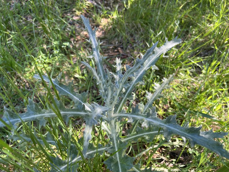 Cirsium occidentale var. venustum photo 4