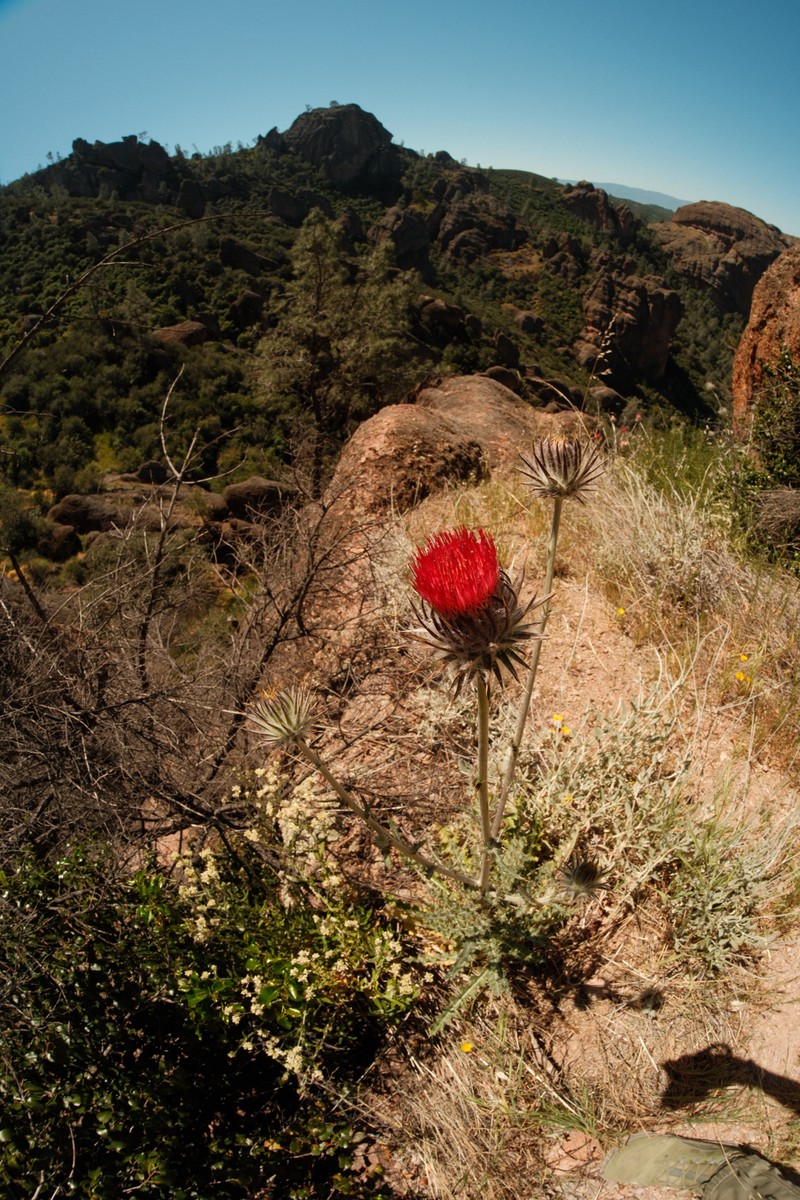 Cirsium occidentale var. venustum photo 5