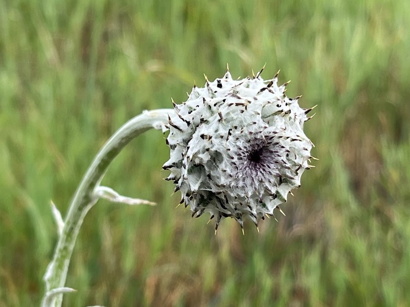 Cirsium occidentale var. venustum photo 6