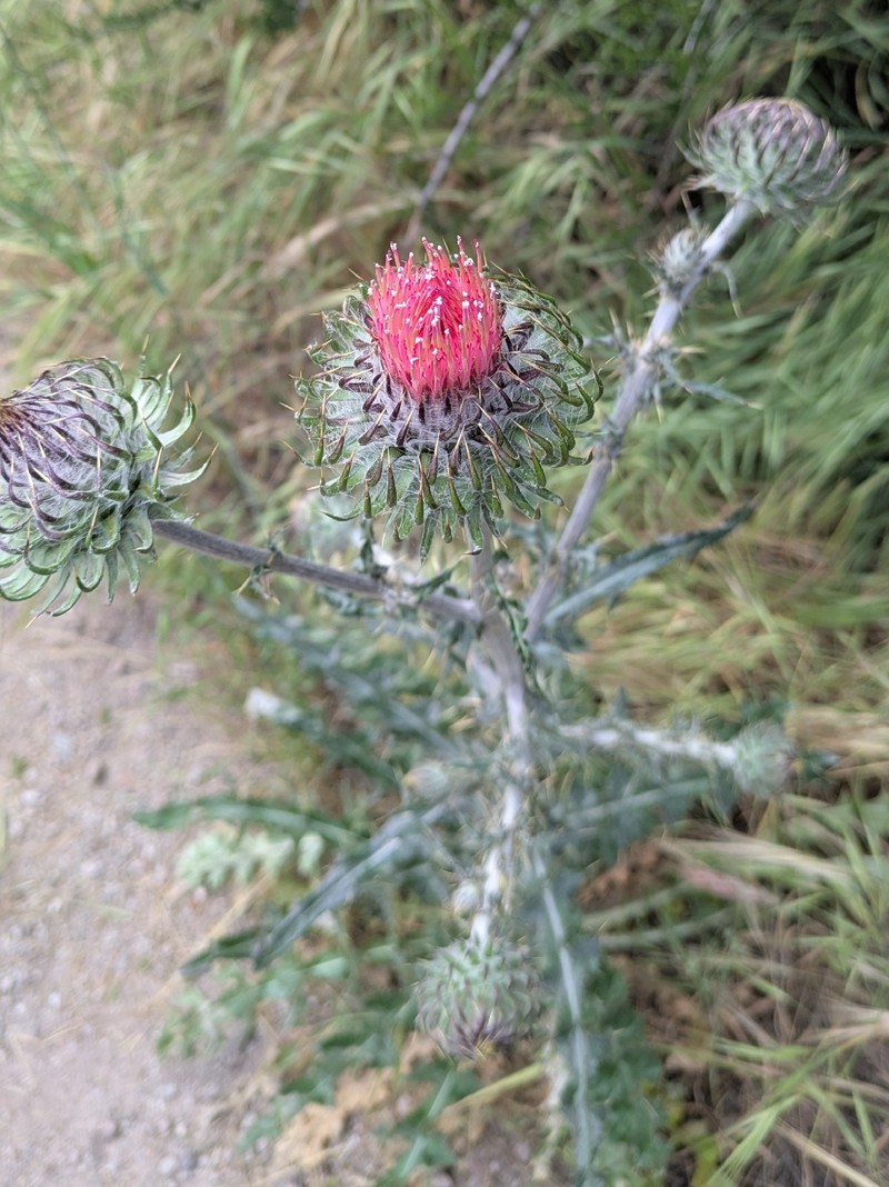 Cirsium occidentale var. venustum photo 7