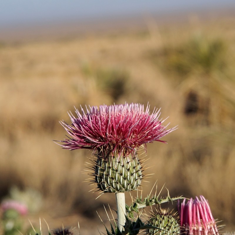 Yellowspine Thistle