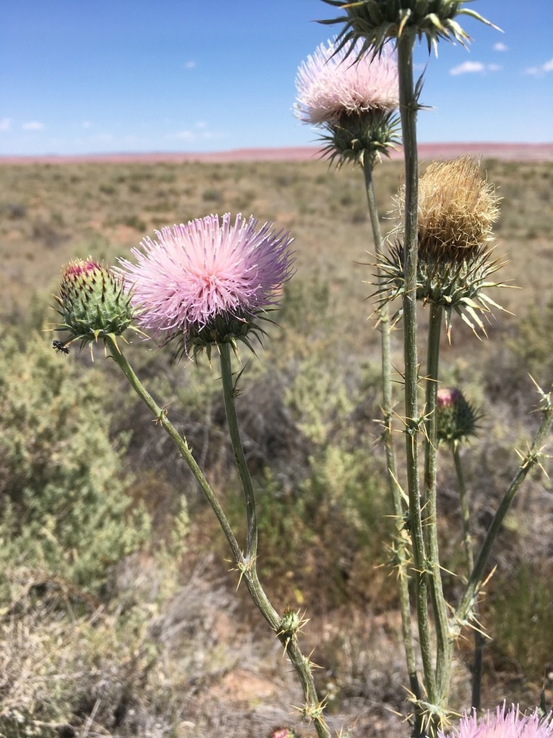 Yellowspine Thistle photo 2