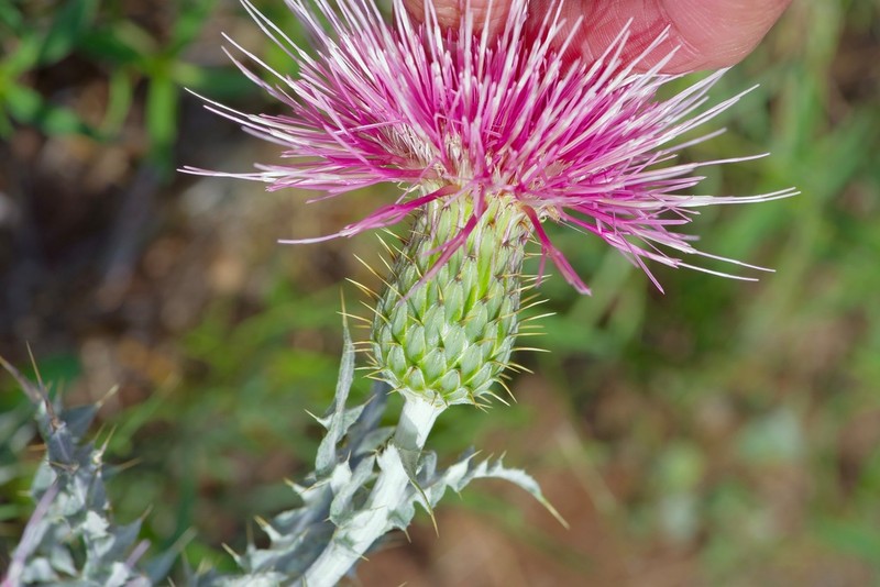 Yellowspine Thistle photo 3