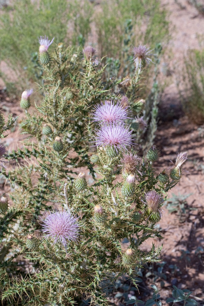 Yellowspine Thistle photo 4