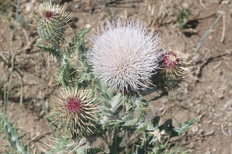 Yellowspine Thistle photo 5