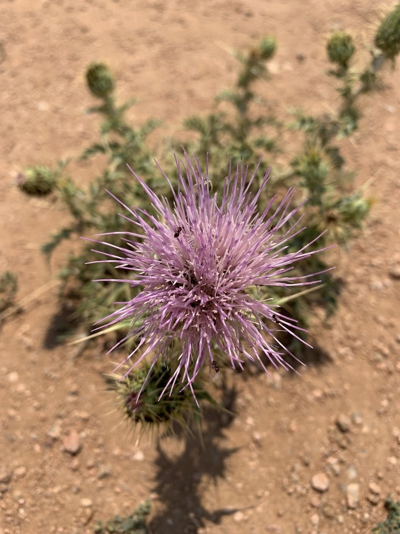 Yellowspine Thistle photo 6