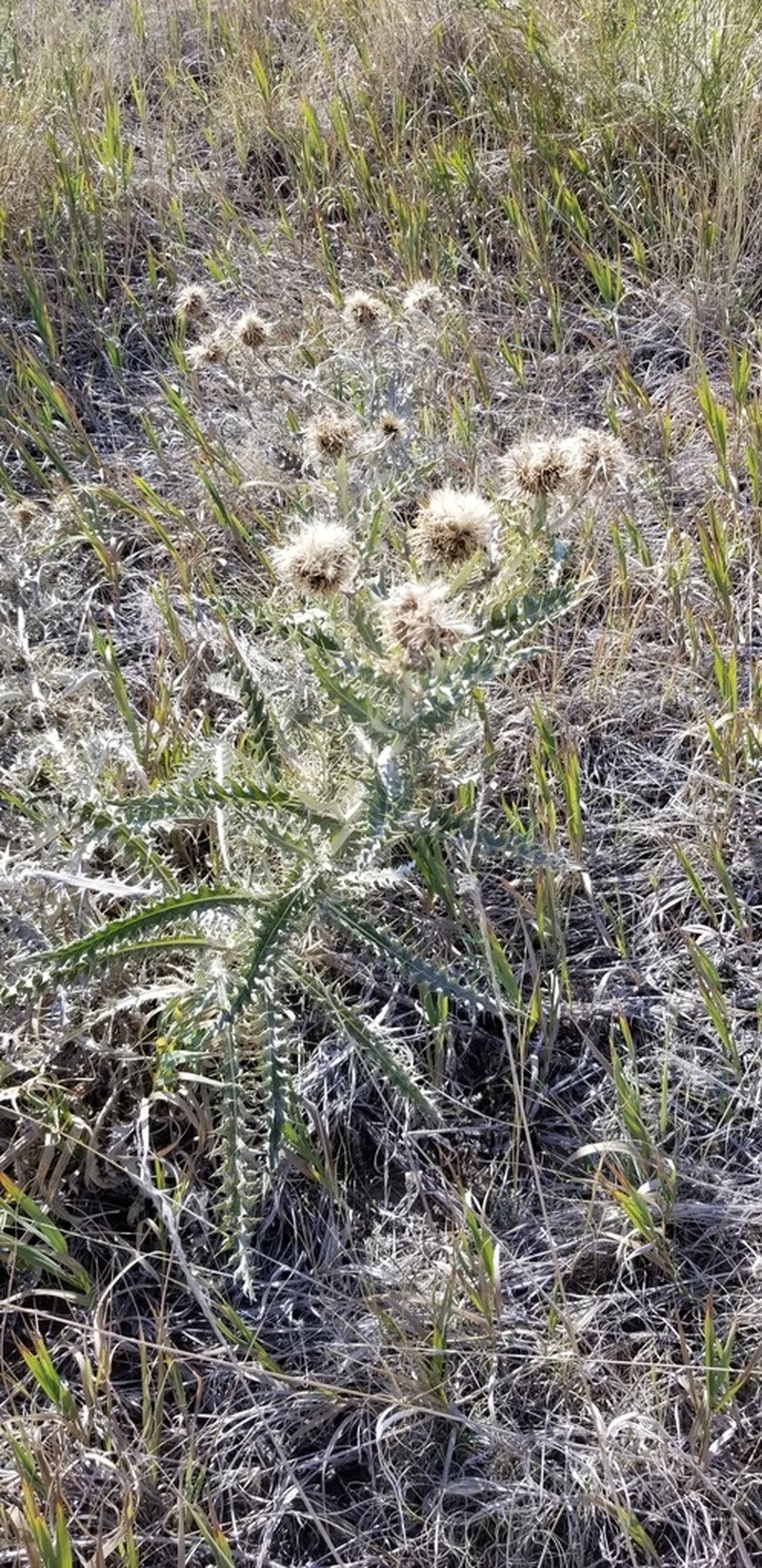 Yellowspine Thistle photo 7