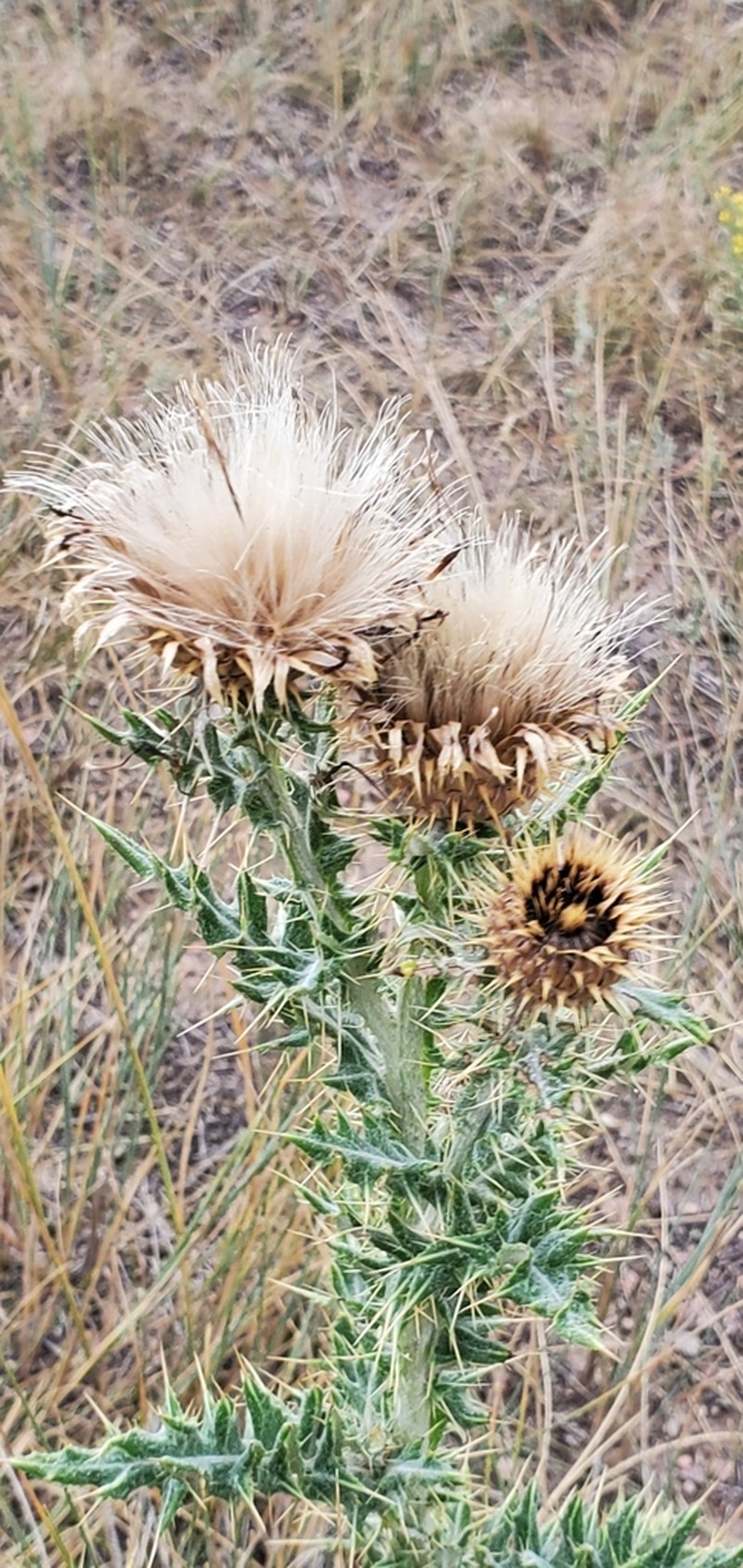 Yellowspine Thistle photo 8