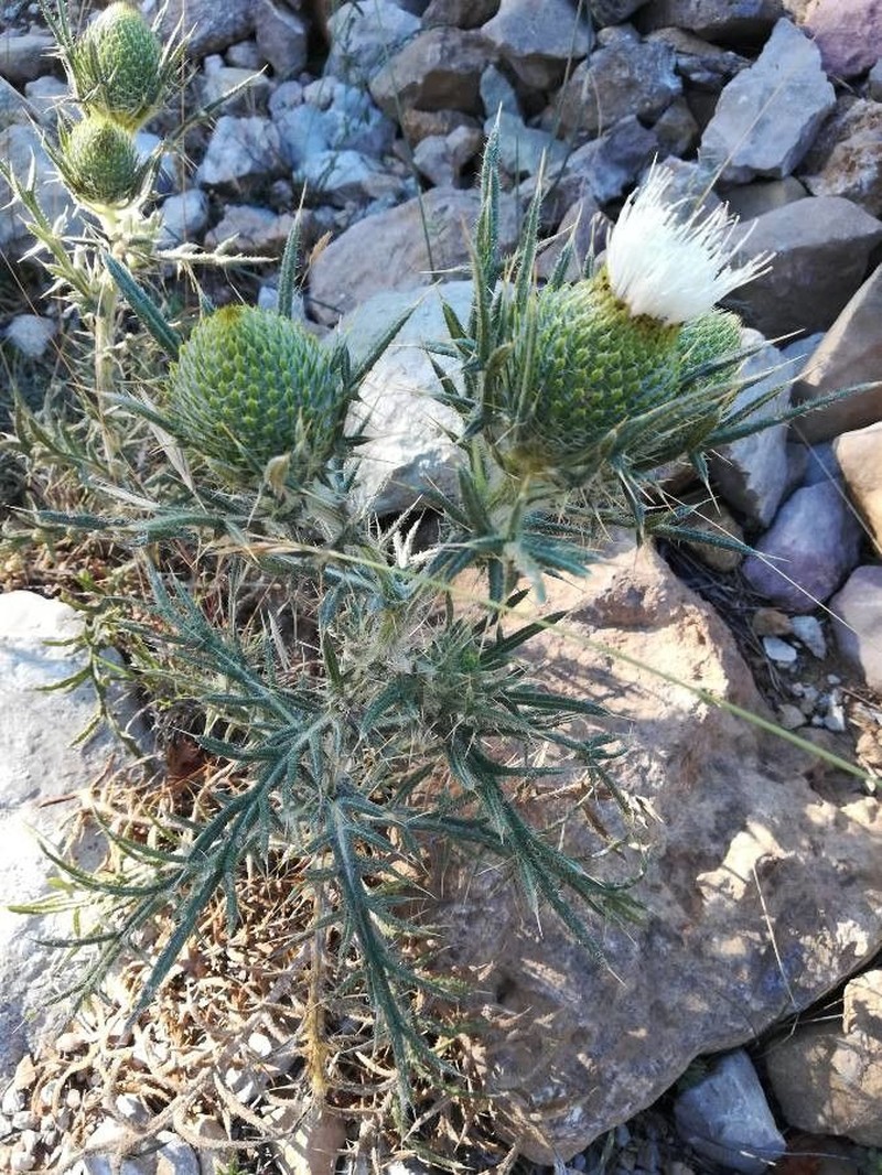 Cirsium odontolepis photo 2