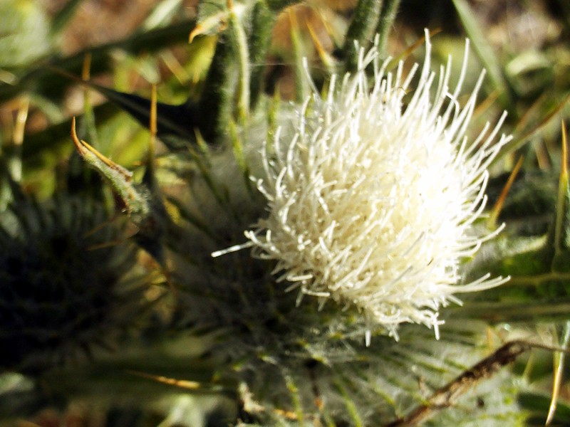 Cirsium odontolepis