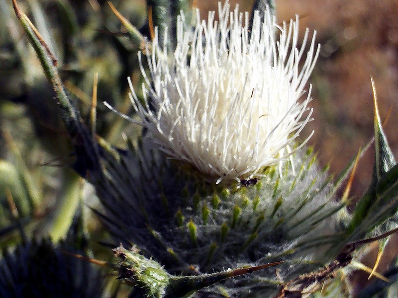 Cirsium odontolepis photo 3