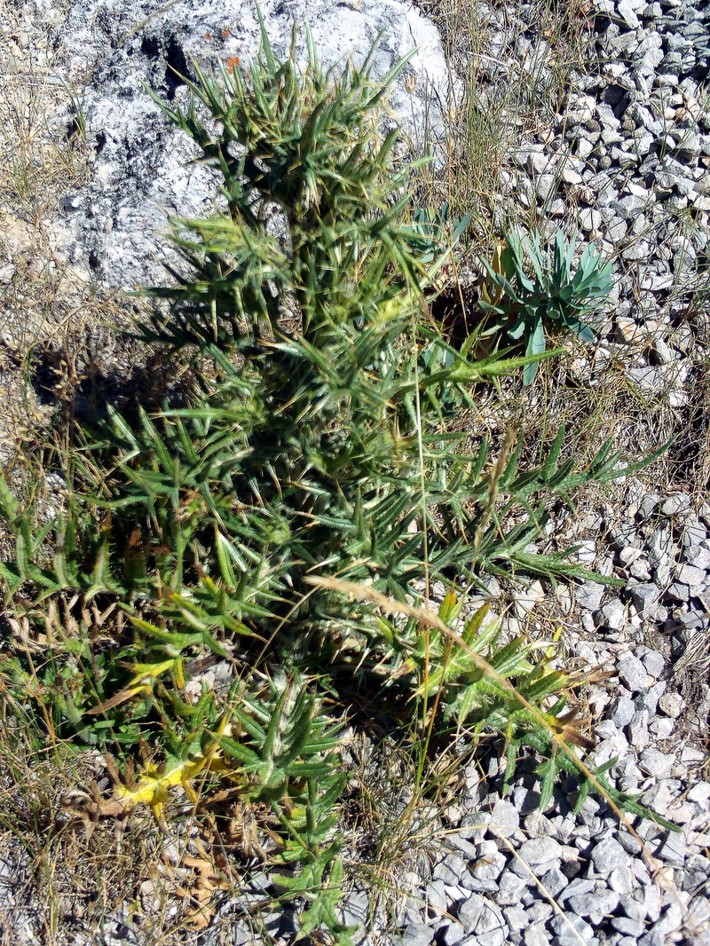 Cirsium odontolepis photo 4
