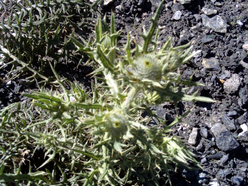 Cirsium odontolepis photo 5