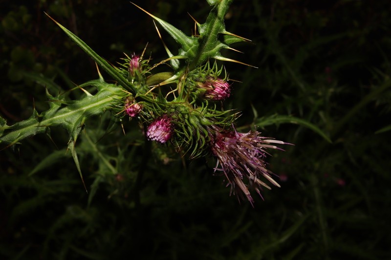 Cirsium ohminense