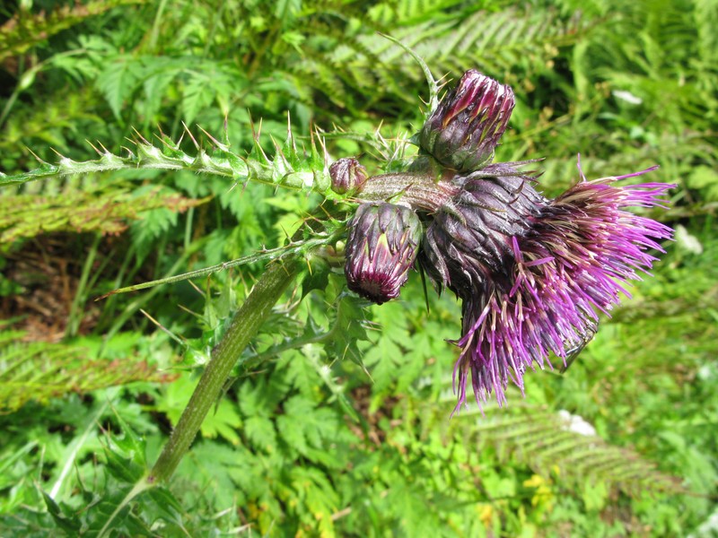 Cirsium okamotoi