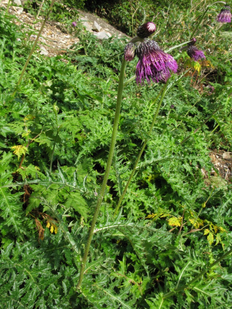 Cirsium okamotoi photo 2