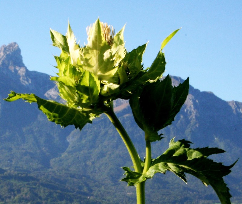 Cirsium oleraceum