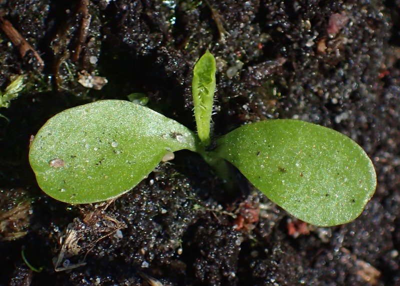 Cirsium oleraceum photo 2