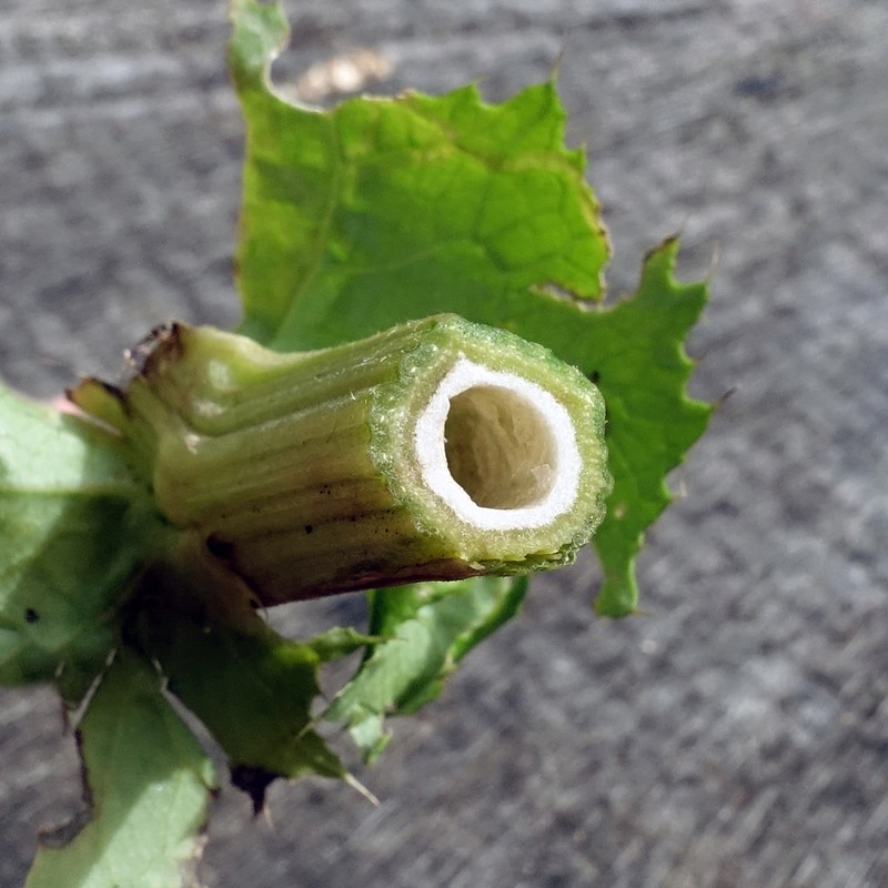 Cirsium oleraceum photo 3