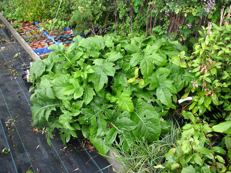 Cirsium oleraceum photo 5