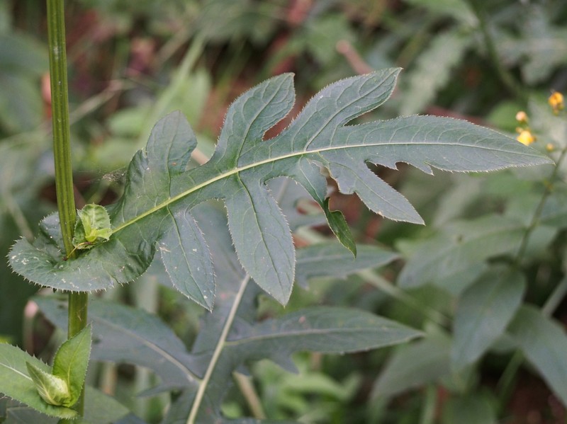 Cirsium oleraceum photo 6