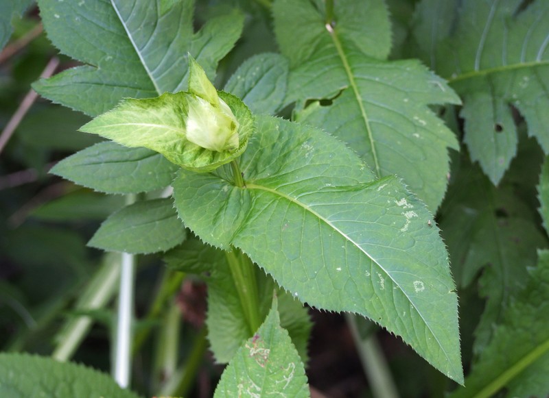 Cirsium oleraceum photo 7