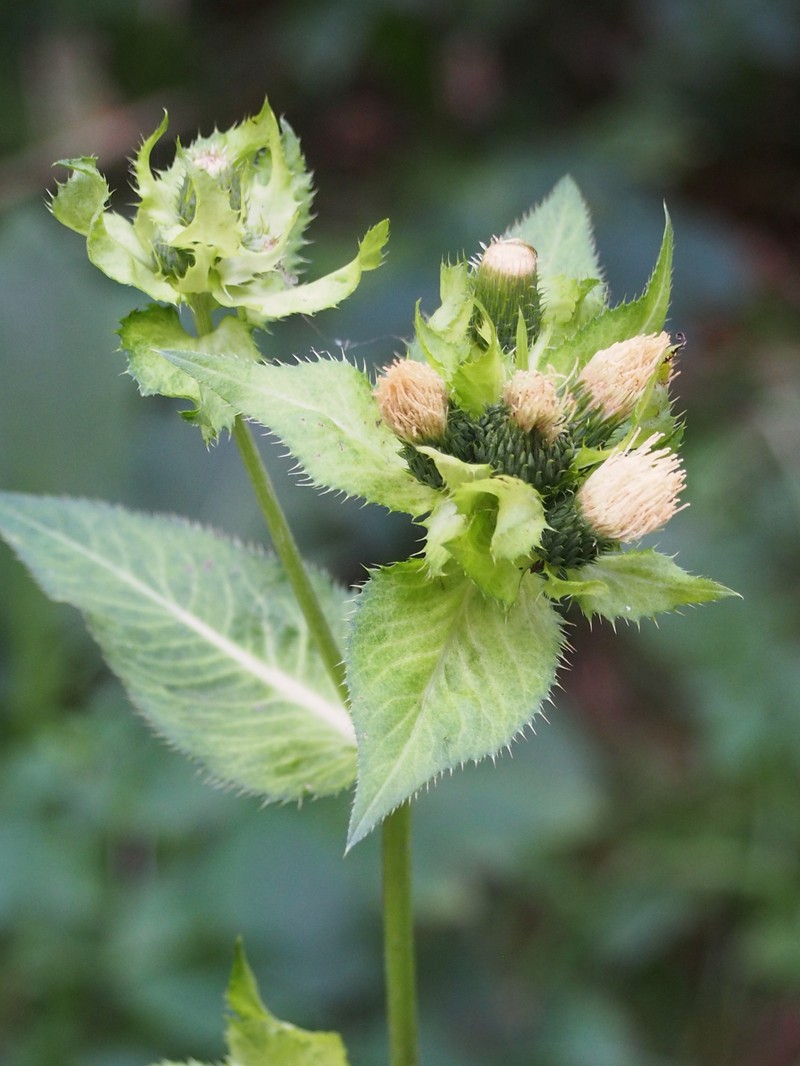 Cirsium oleraceum photo 8