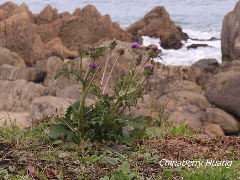 Cirsium oligophyllum photo 2