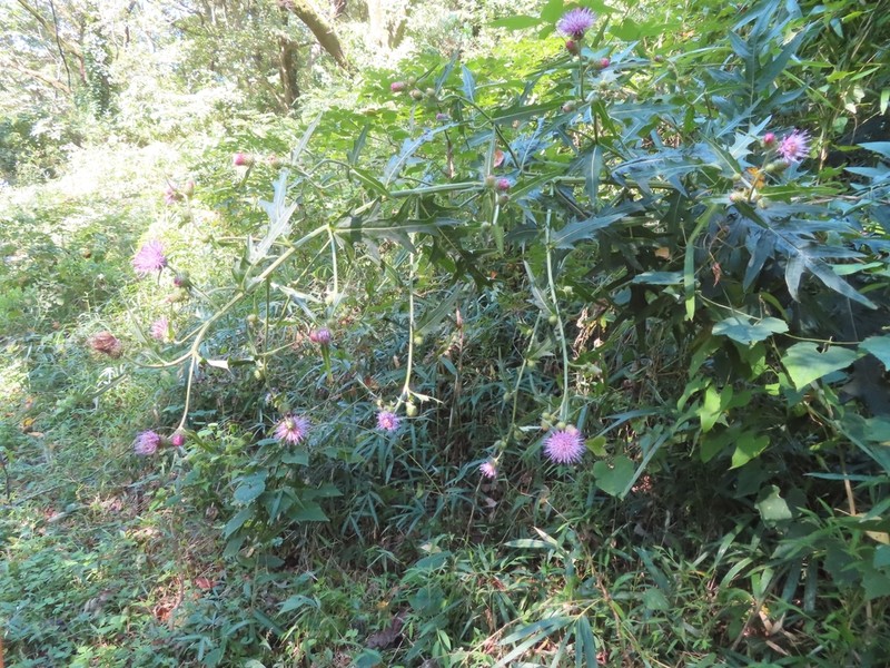 Cirsium oligophyllum photo 3