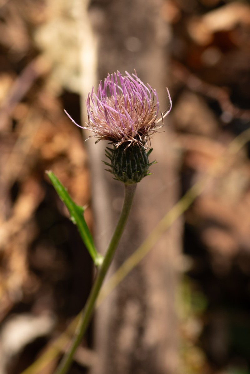 Cirsium oligophyllum photo 4
