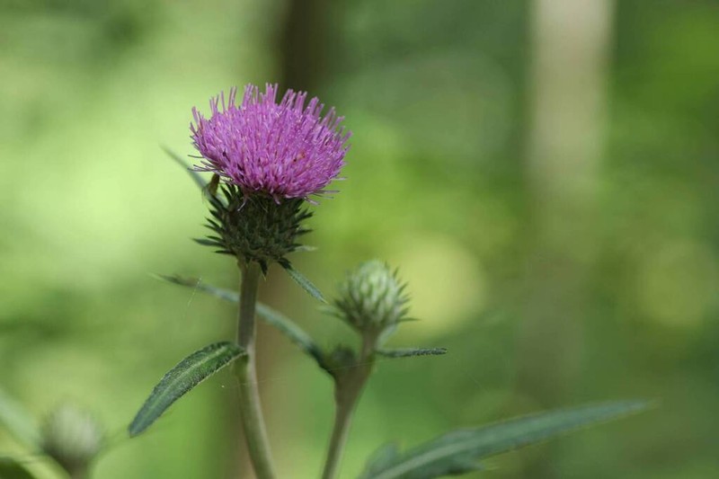 Cirsium oligophyllum photo 5