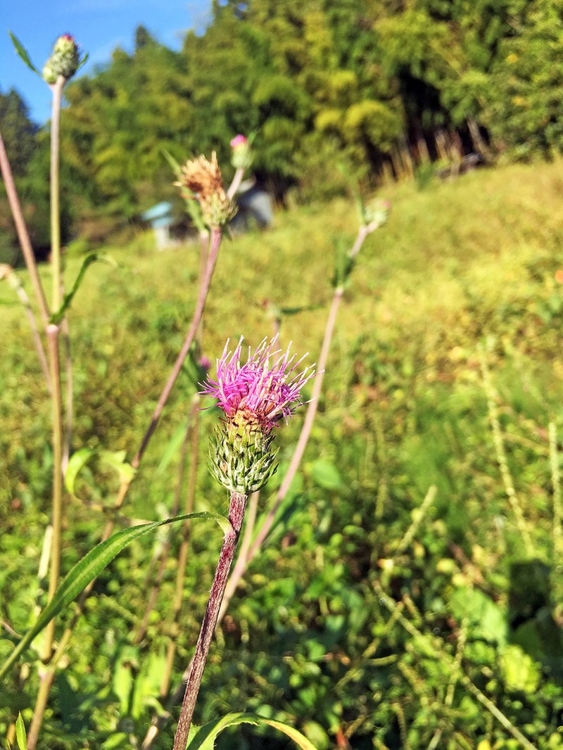 Cirsium oligophyllum photo 6