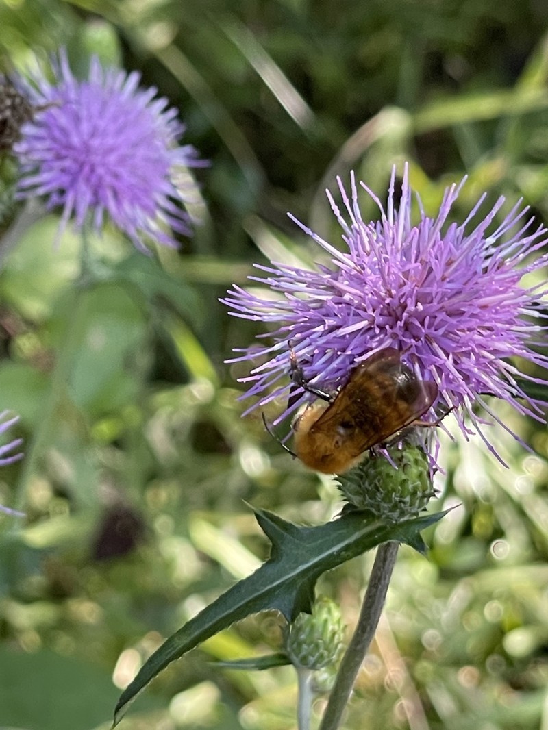 Cirsium oligophyllum photo 7