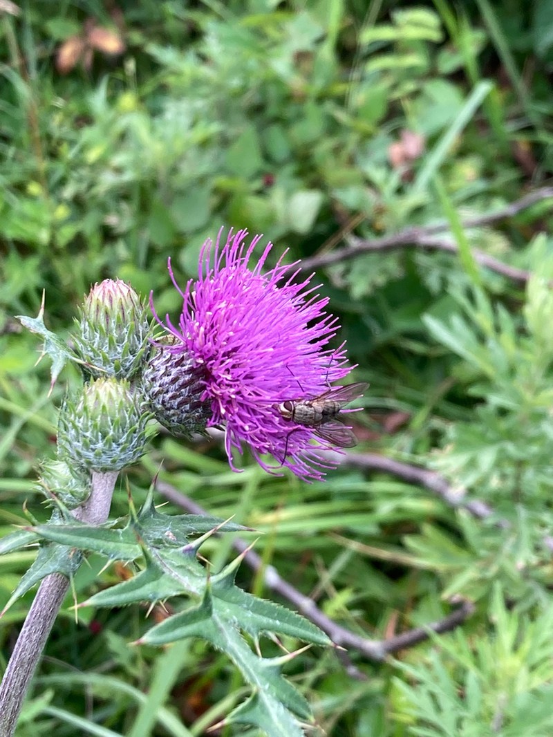 Cirsium oligophyllum photo 8