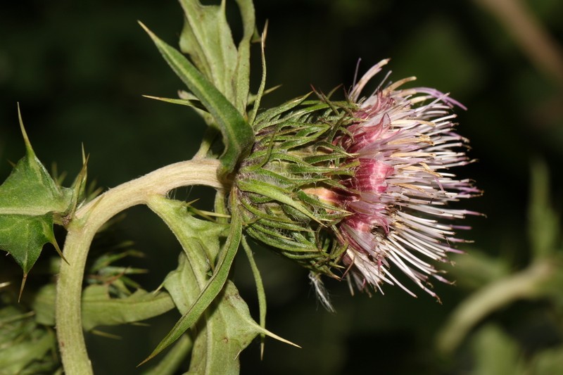 Cirsium opacum