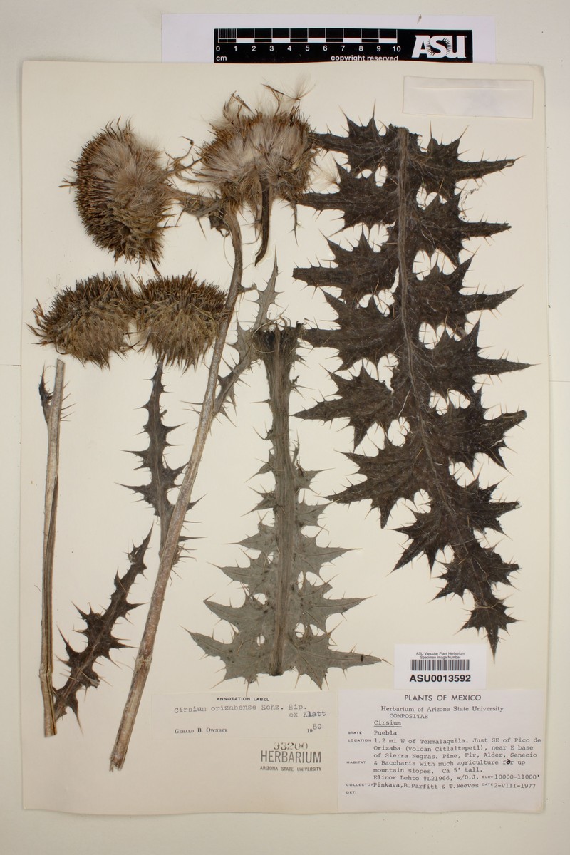 Cirsium orizabense