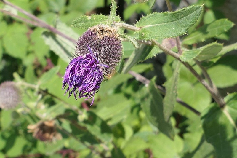 Cirsium osseticum
