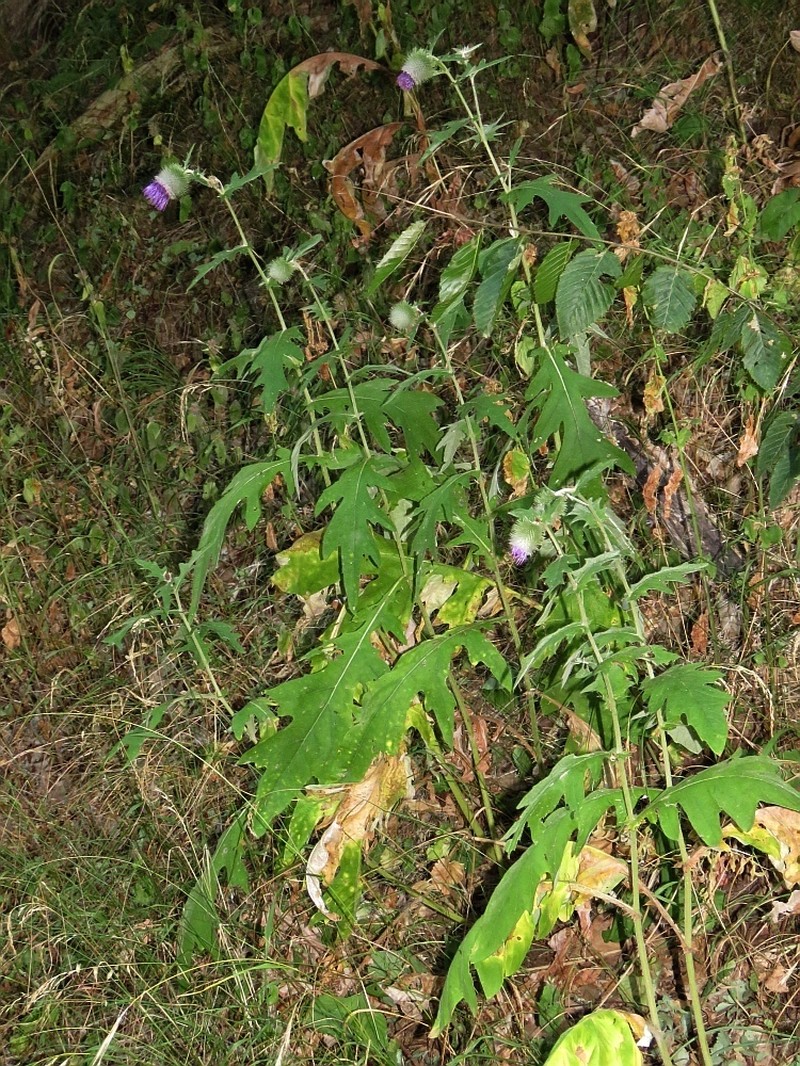 Cirsium osseticum photo 2