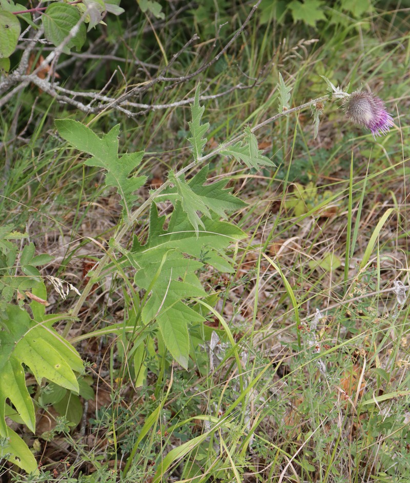 Cirsium osseticum photo 3