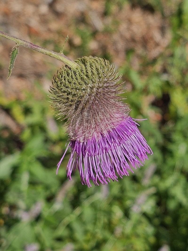 Cirsium osseticum photo 4