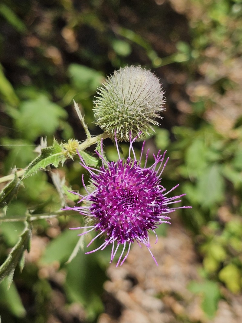 Cirsium osseticum photo 5