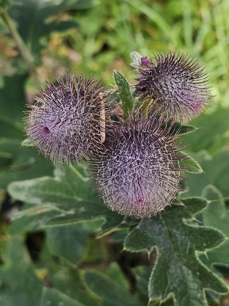 Cirsium osseticum photo 6
