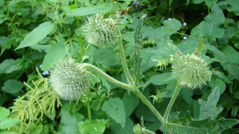 Cirsium osseticum photo 7