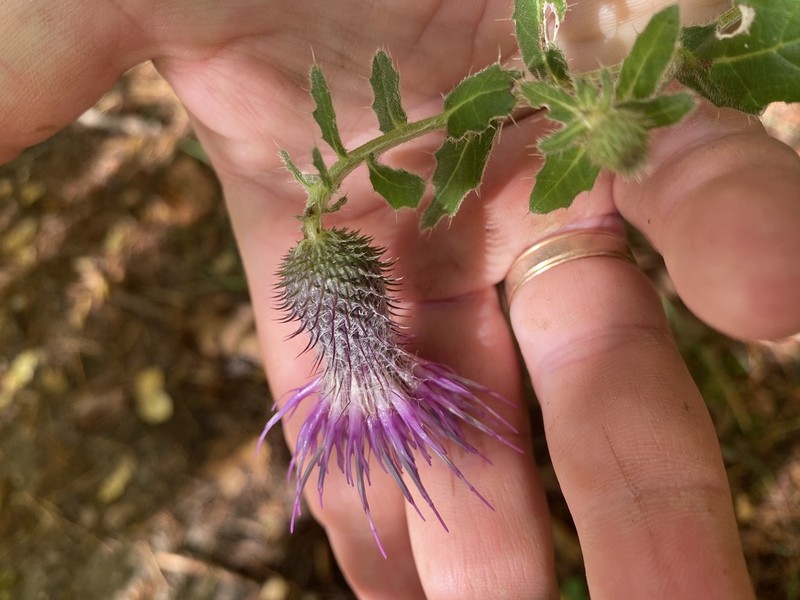 Cirsium osseticum photo 8