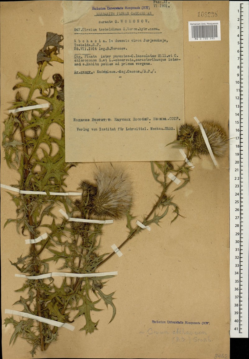 Cirsium osseticum subsp. abkhasicum